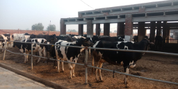 Cows 2023-01-04